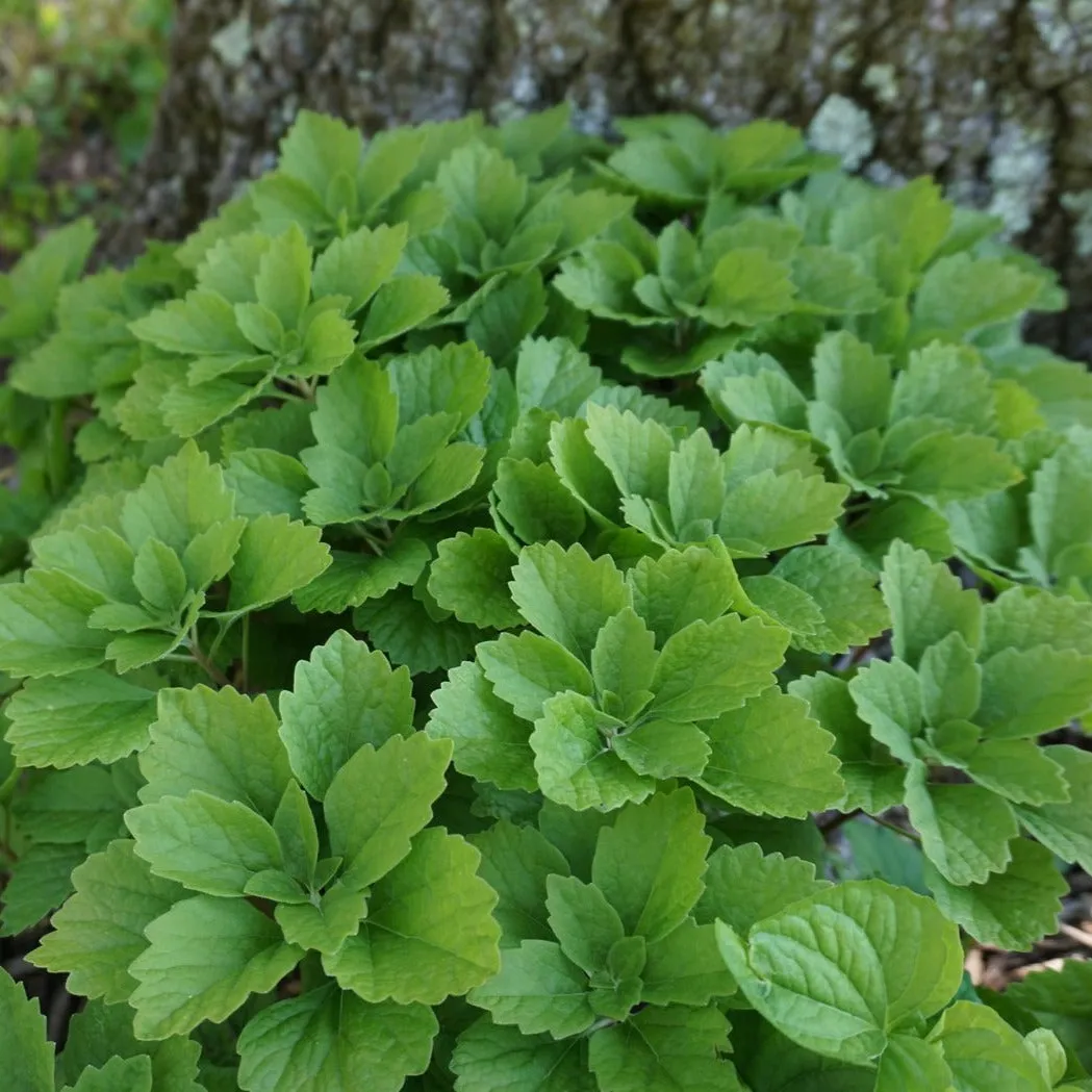 Allegheny Pachysandra - Pachysandra procumbens