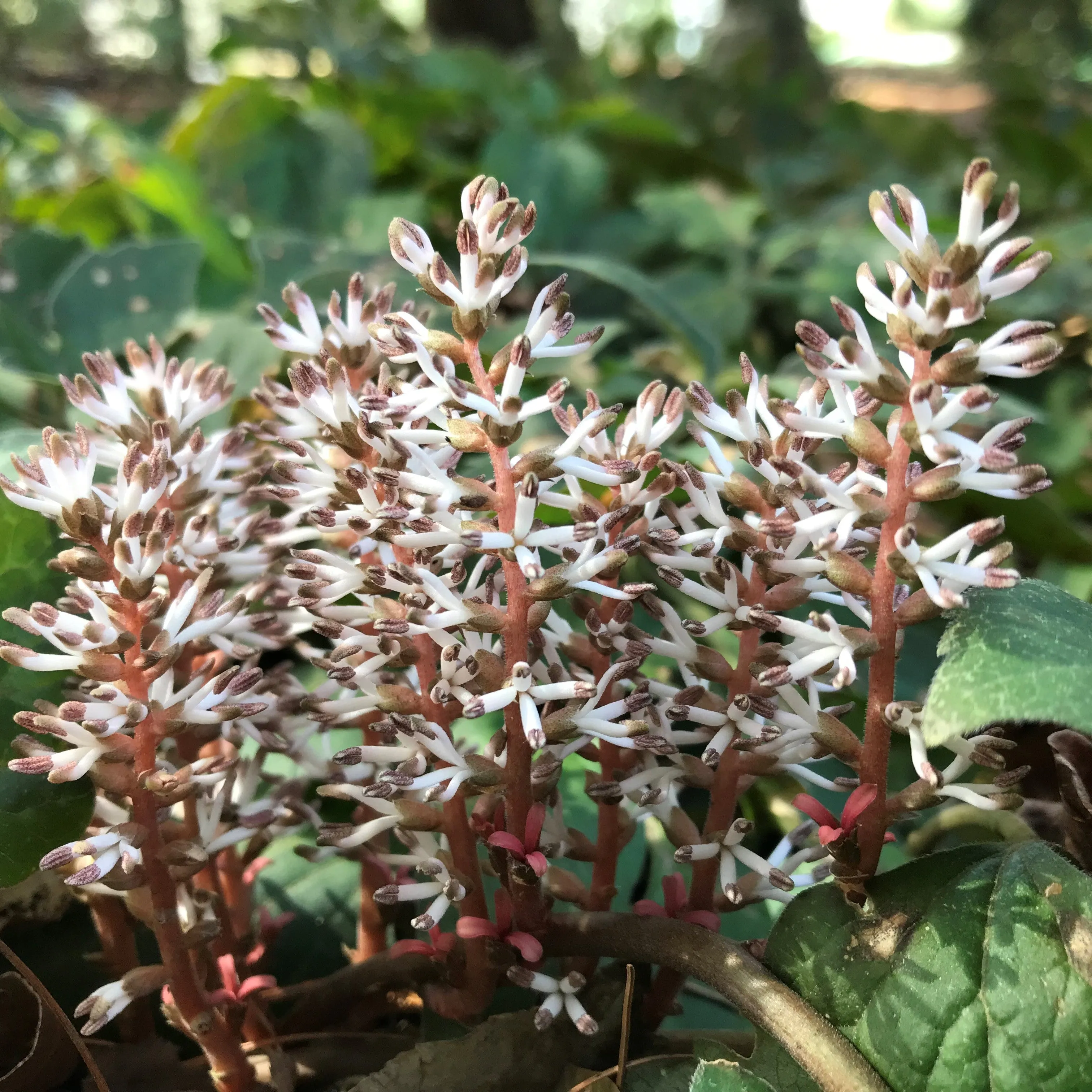 Allegheny Pachysandra - Pachysandra procumbens