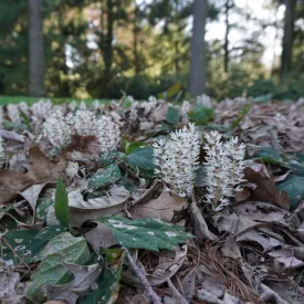 Allegheny Pachysandra - Pachysandra procumbens