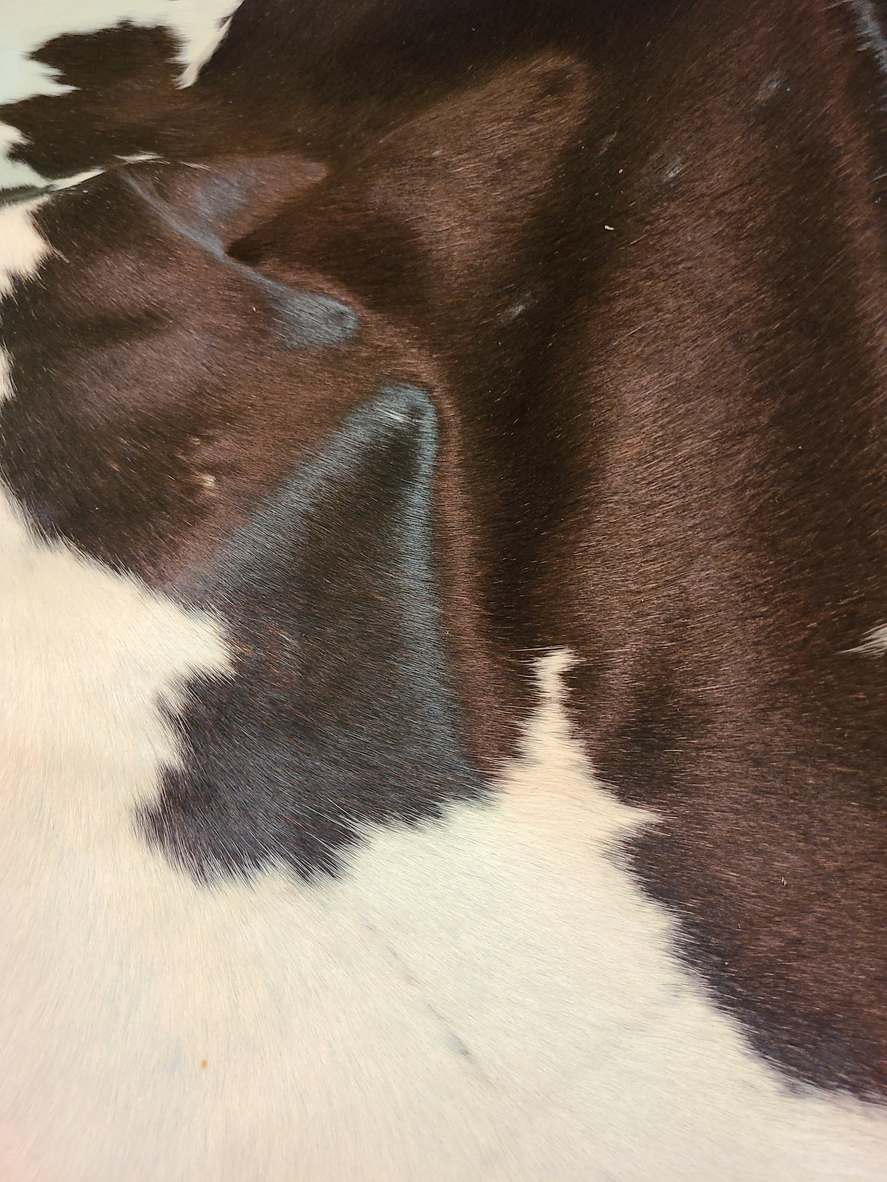 Brazilian Cowhide Rug - Black & White Spotted - 9 ft x 7 ft