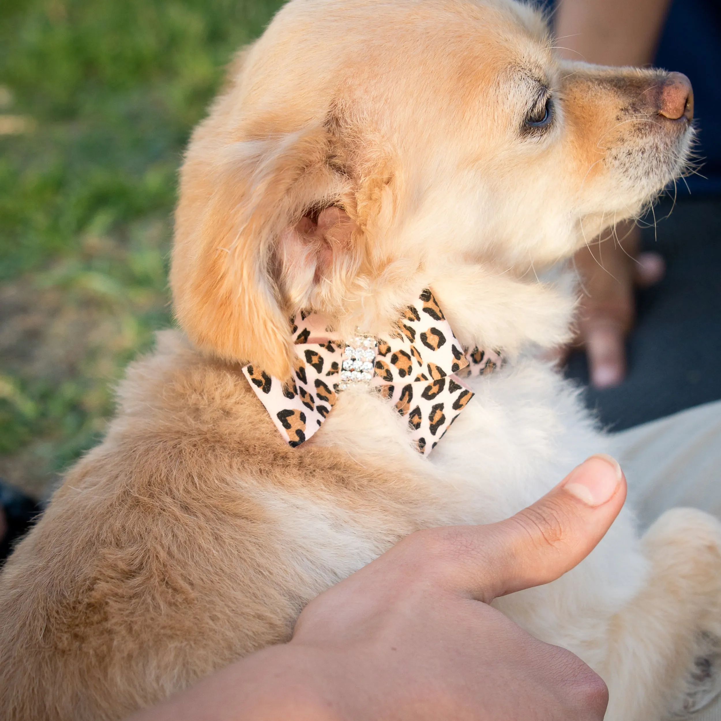 Cheetah Couture Nouveau Bow Collar